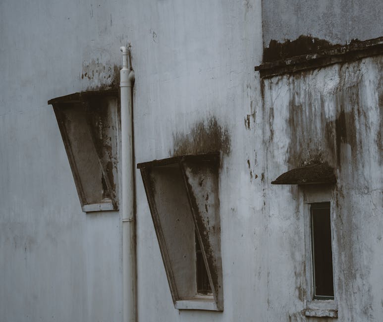 Drėgnas kampas prie išorinės sienos su pelėsio požymiais, kur kaupiasi drėgmė.