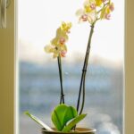 Ventiliacija ir drėgmė namuose: kaip sumažinti pelėsį ir išvengti kvapų